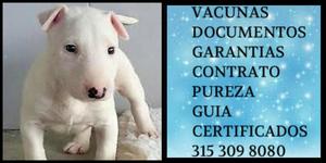 Garantizado Bull Terrier Blanc