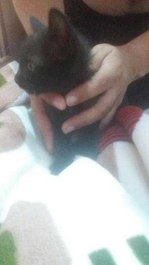 Gaticos en Adopcion Esteriilzados