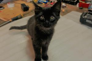 Gatita en adopción