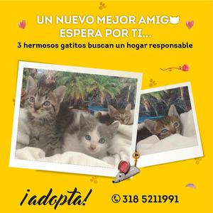 Gatitos para Adopcion