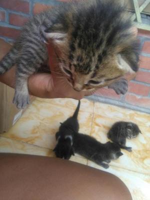 Gatos en Adopcion Bebes Y Muy Adorarble