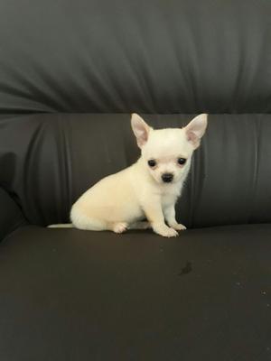 Hermosos Chihuahua