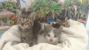 Hermosos gatitos en adopción