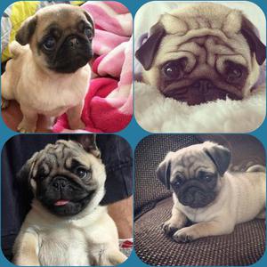 Nuestros PUG CARLINO!