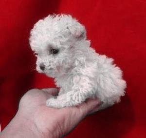 PERRITOS Y CACHORRITOS FRENCH POODLE MINI TOYS ENANITOS