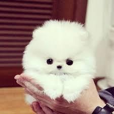 POMERANIA MINI TOY