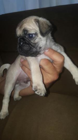 Perritos Pug a 400 Negociables Muy Lindo