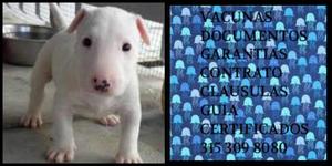 Pett Bullterrier Blanco