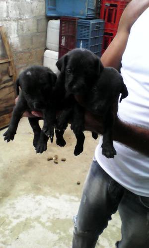 Se Vende Labradores Cel: