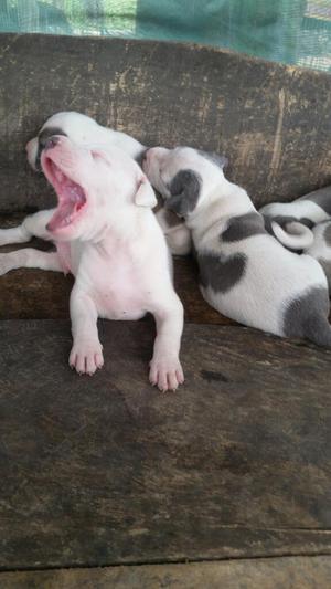 Se Venden Perros Pit Bull Puros