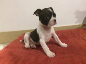 Vendo Hermoso Boston Terrier