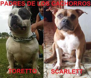 cachorros American bully blue nose