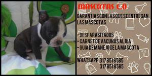 cachorros boston terrier en venta