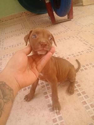 perrito pitbull muy bonito juguetón