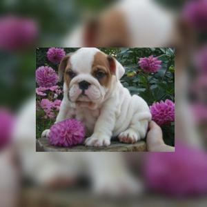 Amorositos Bulldog Ingles