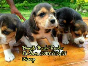 Beagles Super Puros