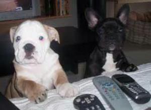 Bellos Bull Dog