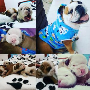 Bulldog Ingles