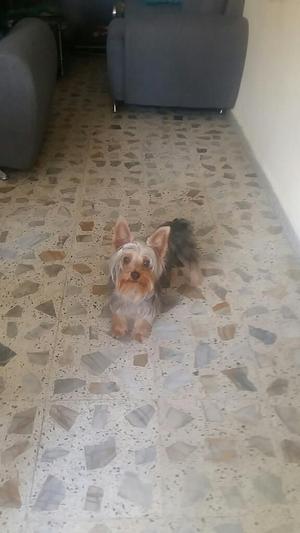 Busco Novia York Shireyorky