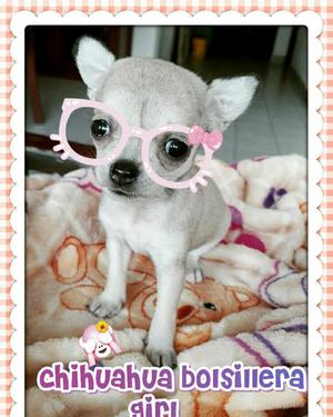 Chihuahua Tkp!!!blue Light For Sale