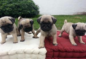 DULCES PUG CARLINO EN VENTA