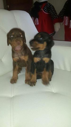 ESTAN EN VENTA CACHORROS DOBERMAN FINOS