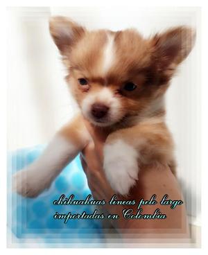 Expectacular Chihuahua Pelo Largo Macho
