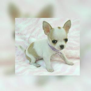 Hermosisimos Chihuahua Miniaturas