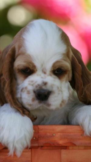 Hermosos Cachorros Cocker Spaniel