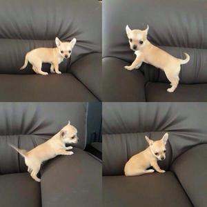 Perro raza Chihuahua machos Entrega inmediata