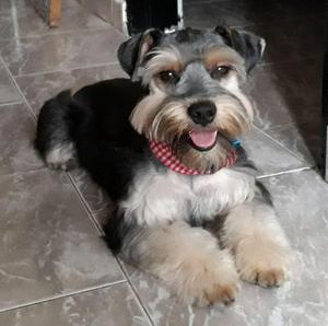 SCHNAUZER MINI BUSCA NOVIA EN CALI.