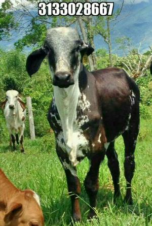 Ternero Gyr por Holstein