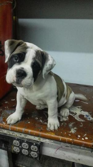 Vendo Bulldog Bully