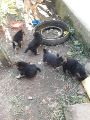 Vendo Cachorros de Pastor Aleman