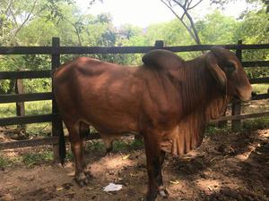 Vendo Dos Lindos Y Hermosas Toros