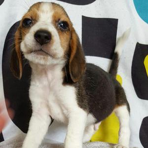Vendo Lindos Y Hermosos Beagle