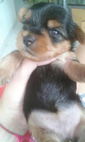 Vendo Yorkshire Terrier