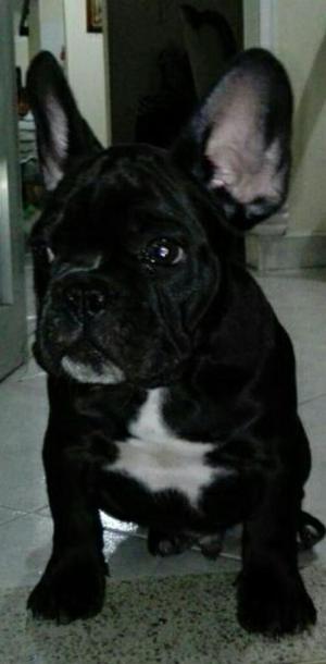 Venta de Bulldog Frances