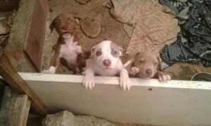 Venta de Cachorros Pitbulls