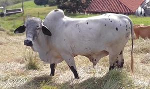 toro reproductor y ganado lechero
