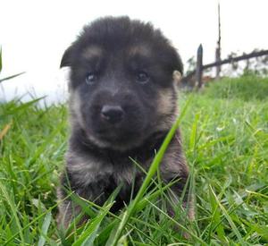 venta de cachorros Pastor Alemán