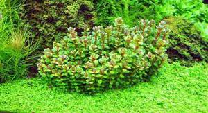 Ammania Sp. Bonsai Planta Acuática Natural Acuario