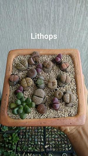 Lithops Cactus Piedra