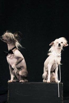 Cachorros Crestado Chino Sin Pelo Peludo Hairless Powderpuff