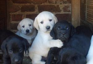 Cachorros Labrador 100% Puros Envio Nacional Y Guacal Gratis