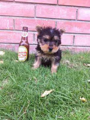 Hermoso Yorkie Terrier 3 Meses Todas Las Vacunas Plateado