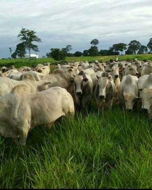 Semilla De Pasto Mombaza (nucleada)brasilera