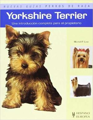 Yorkshire Terrier Nuevas Guias Perros De Raza