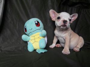 Bulldog Frances Fawn Puros Y Red Fawn