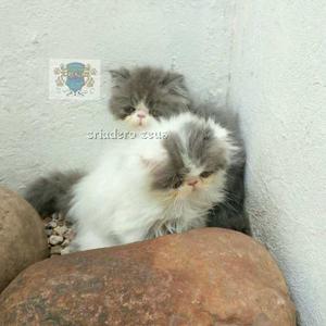 Gatos Persa (envios Aereos)